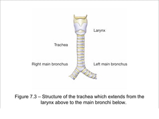 Figure 7.3 – Structure of the trachea which extends from the
            larynx above to the main bronchi below.
                                                         Copyright ©2009 by Pearson Education, Inc.
Medical Terminology: A Living Language, Fourth Edition       Upper Saddle River, New Jersey 07458
Bonnie F. Fremgen and Suzanne S. Frucht                                          All rights reserved.
 