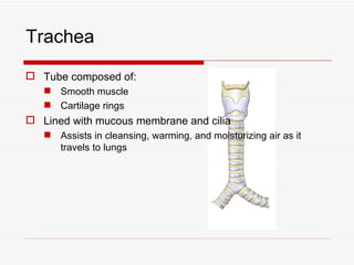 Trachea
 Tube composed of:
    Smooth muscle
    Cartilage rings
 Lined with mucous membrane and cilia
    Assists in cleansing, warming, and moisturizing air as it
     travels to lungs
 
