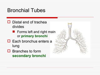 Bronchial Tubes

 Distal end of trachea
  divides
   Forms left and right main
    or primary bronchi
 Each bronchus enters a
  lung
 Branches to form
  secondary bronchi
 