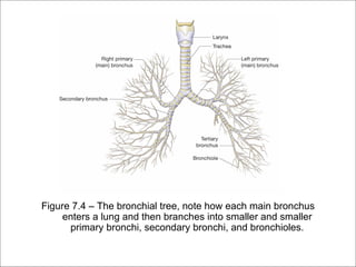 Figure 7.4 – The bronchial tree, note how each main bronchus
     enters a lung and then branches into smaller and smaller
      primary bronchi, secondary bronchi, and bronchioles.
 