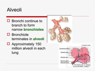 Alveoli

 Bronchi continue to
  branch to form
  narrow bronchioles
 Bronchiole
  terminates in alveoli
 Approximately 150
  million alveoli in each
  lung
 