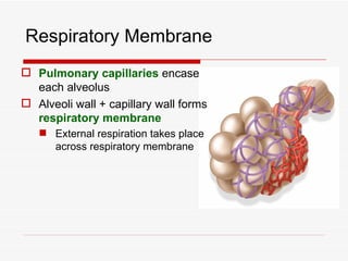 Respiratory Membrane
 Pulmonary capillaries encase
  each alveolus
 Alveoli wall + capillary wall forms
  respiratory membrane
    External respiration takes place
     across respiratory membrane
 