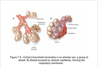 Figure 7.5 - A) Each bronchiole terminates in an alveolar sac, a group of
         alveoli. B) Alveoli encased by network capillaries, forming the
                              respiratory membrane.

                                                         Copyright ©2009 by Pearson Education, Inc.
Medical Terminology: A Living Language, Fourth Edition       Upper Saddle River, New Jersey 07458
Bonnie F. Fremgen and Suzanne S. Frucht                                          All rights reserved.
 