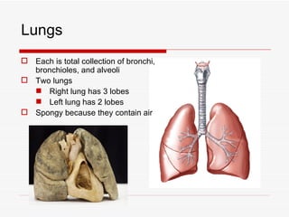 Lungs
 Each is total collection of bronchi,
  bronchioles, and alveoli
 Two lungs
   Right lung has 3 lobes
   Left lung has 2 lobes
 Spongy because they contain air
 
