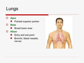 Lungs
 Apex
   Pointed superior portion
 Base
   Broad lower area
 Hilum
   Entry and exit point
   Bronchi, blood vessels,
      nerves
 