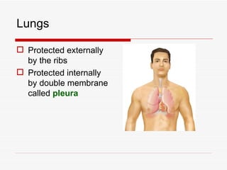 Lungs

 Protected externally
  by the ribs
 Protected internally
  by double membrane
  called pleura
 
