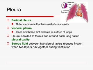 Pleura
 Parietal pleura
    Outer membrane that lines wall of chest cavity
 Visceral pleura
    Inner membrane that adheres to surface of lungs
 Pleura is folded to form a sac around each lung called
  pleural cavity
 Serous fluid between two pleural layers reduces friction
  when two layers rub together during ventilation
 