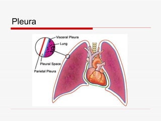 Pleura
 