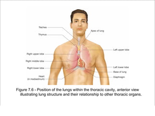 Figure 7.6 - Position of the lungs within the thoracic cavity, anterior view
   illustrating lung structure and their relationship to other thoracic organs.


                                                           Copyright ©2009 by Pearson Education, Inc.
Medical Terminology: A Living Language, Fourth Edition         Upper Saddle River, New Jersey 07458
Bonnie F. Fremgen and Suzanne S. Frucht                                            All rights reserved.
 