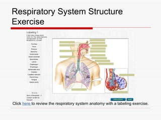 Respiratory System Structure
Exercise




Click here to review the respiratory system anatomy with a labeling exercise.
 