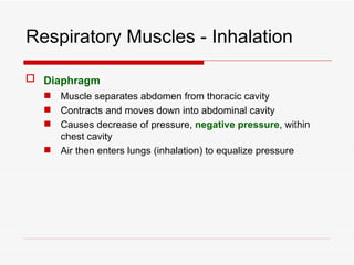 Respiratory Muscles - Inhalation

 Diaphragm
   Muscle separates abdomen from thoracic cavity
   Contracts and moves down into abdominal cavity
   Causes decrease of pressure, negative pressure, within
    chest cavity
   Air then enters lungs (inhalation) to equalize pressure
 