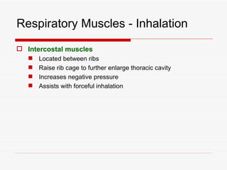 Respiratory Muscles - Inhalation
 Intercostal muscles
      Located between ribs
      Raise rib cage to further enlarge thoracic cavity
      Increases negative pressure
      Assists with forceful inhalation
 
