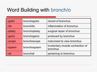 Word Building with bronch/o

–gram     bronchogram     record of bronchus
–itis     bronchitis      inflammation of bronchus
–plasty   bronchoplasty   surgical repair of bronchus
–genic    bronchogenic    produced by bronchus
–scope    bronchoscope    instrument to view bronchus
                          involuntary muscle contraction of
–spasm    bronchospasm
                          bronchus
–ial      bronchial       pertaining to bronchus
 
