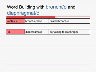 Word Building with bronchi/o and
diaphragmat/o
–ectasis   bronchiectasis   dilated bronchus



–ic        diaphragmatic    pertaining to diaphragm
 