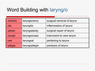 Word Building with laryng/o

–ectomy   laryngectomy    surgical removal of larynx
–itis     laryngitis      inflammation of larynx
–plasty   laryngoplasty   surgical repair of larynx
–scope    laryngoscope    instrument to view larynx
–eal      laryngeal       pertaining to larynx
–plegia   laryngoplegia   paralysis of larynx
 