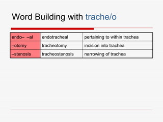 Word Building with trache/o

endo– –al   endotracheal      pertaining to within trachea
–otomy      tracheotomy       incision into trachea
–stenosis   tracheostenosis   narrowing of trachea
 