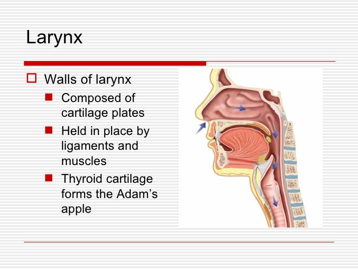 Respiratory System