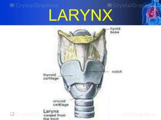 LARYNX
 