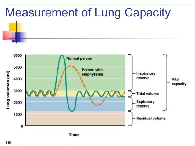 Respiratory system