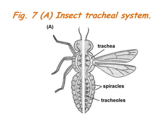 Tracheal System In Insects Respiratory system | PPTX