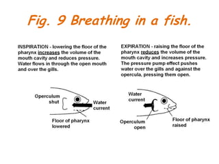 Respiratory system | PPTX