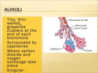  Tiny, thin-
walled,
grapelike
clusters at the
end of each
bronchiole
 Surrounded by
capillaries
 Where carbon
dioxide and
oxygen
exchange take
place
 Singular -
 