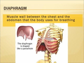  Muscle wall between the chest and the
abdomen that the body uses for breathing
 