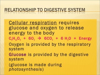  Cellular respiration requires
glucose and oxygen to release
energy to the body
 C6H12O6  +  6O2    6CO2  +  6 H2O  +  Energy
 Oxygen is provided by the respiratory
system
 Glucose is provided by the digestive
system
 (glucose is made during
photosynthesis)
 