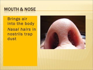  Brings air
into the body
 Nasal hairs in
nostrils trap
dust
 