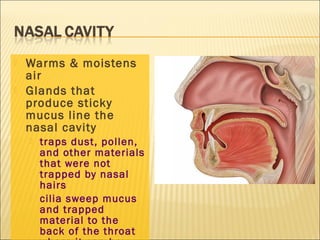  Warms & moistens
air
 Glands that
produce sticky
mucus line the
nasal cavity
 traps dust, pollen,
and other materials
that were not
trapped by nasal
hairs
 cilia sweep mucus
and trapped
material to the
back of the throat
 