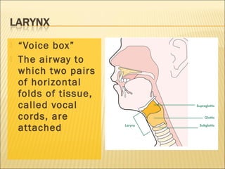  “Voice box”
 The airway to
which two pairs
of horizontal
folds of tissue,
called vocal
cords, are
attached
 