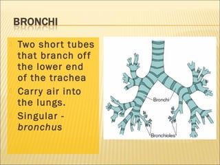  Two short tubes
that branch off
the lower end
of the trachea
 Carry air into
the lungs.
 Singular -
bronchus
 