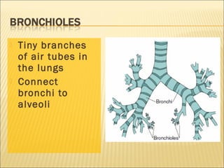  Tiny branches
of air tubes in
the lungs
 Connect
bronchi to
alveoli
 