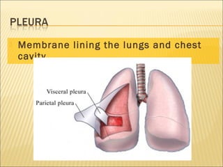  Membrane lining the lungs and chest
cavity
 