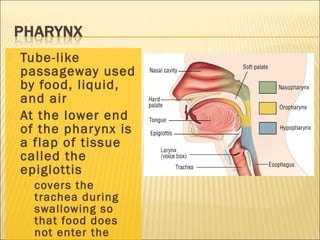  Tube-like
passageway used
by food, liquid,
and air
 At the lower end
of the pharynx is
a flap of tissue
called the
epiglottis
 covers the
trachea during
swallowing so
that food does
not enter the
 
