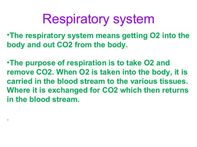 Respiratory system