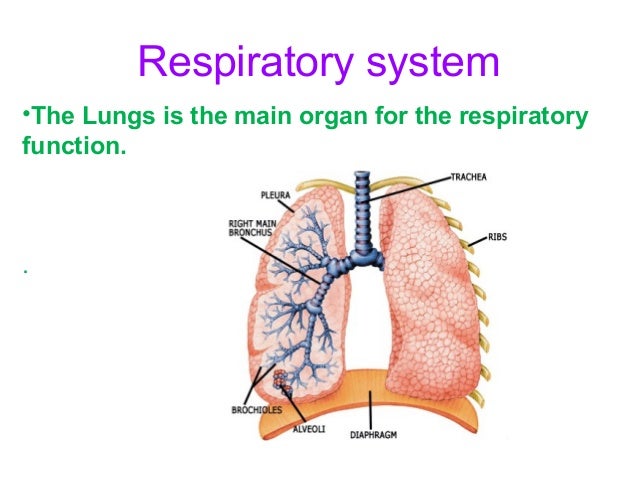 Respiratory system
