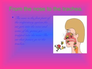 From the nose to the trachea.
• The nose is the first part of
the respiratory system,the
air gets into the nose and
some of the germs get
trapped into the nose.The
air that passes go to the
trachea.

 