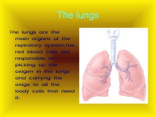 The lungs
The lungs are the
main organs of the
repiratory system.The
red blood cells are
responsible for
picking up the
oxigen in the lungs
and carryng the
oxige to all the
body cells that need
it.

 