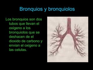 Bronquios y bronquiolos
Los bronquios son dos
tubos que llevan el
oxígeno a los
bronquiolos que se
deshacen de el
dioxido de carbono y
envian el oxigeno a
las celulas.

 