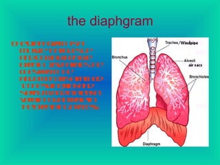 the diaphgram
T ed p ga is
h ia h rm a
m sl ta g e u
uc h t o s p
e
a dd w w e w
n o n hn e
be t. Isp rts h
rah t e aae te
c etrmte
h sf
o h
a d m n t atc e
b o e .Iis t h d
a
t tes in ,r s n
o h p e ib a d
s ru a dit ly a
t n m n pa s
e
v r in otn rl in
ey p r toe
a
tebe tin po es
h rah g rc s.

 