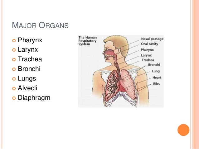 Respiratory system