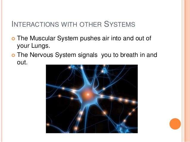 Respiratory system