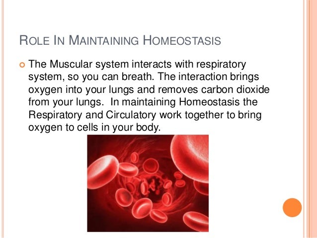 Respiratory system