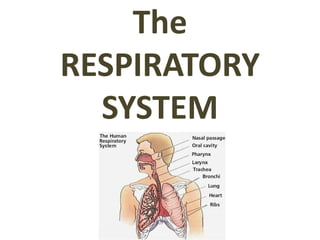The
RESPIRATORY
SYSTEM
 