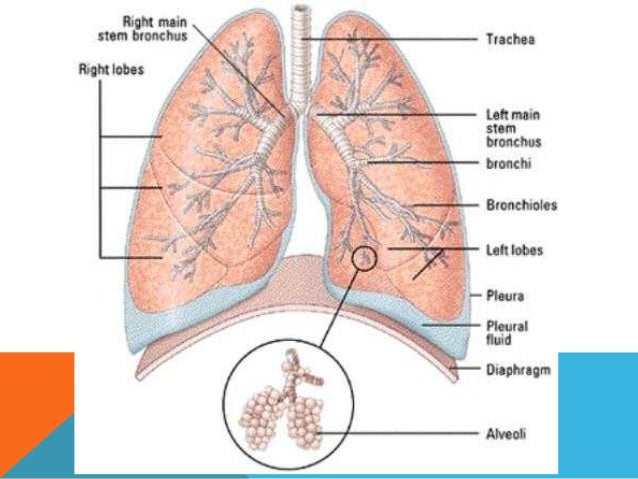 What Are The Millions Of Tiny Air Sacs In The Lungs Called? – NFFO