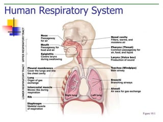 Human Respiratory System 
Figure 10.1 
 