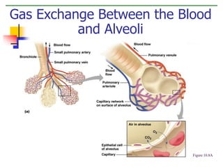 Gas Exchange Between the Blood 
and Alveoli 
Figure 10.8A 
 