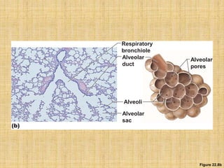 Respiratory system | PPTX