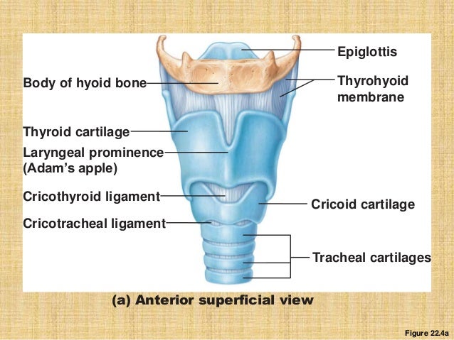 Respiratory system